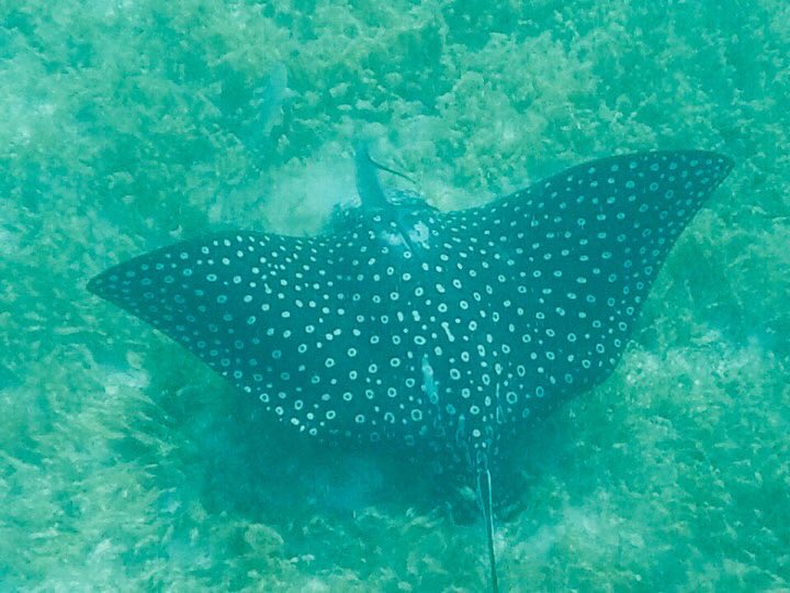 Happy Tuesday from the Tobago Cays.

#exploringthegrenadines #snorkel #summer2022 #sailing #beaches
