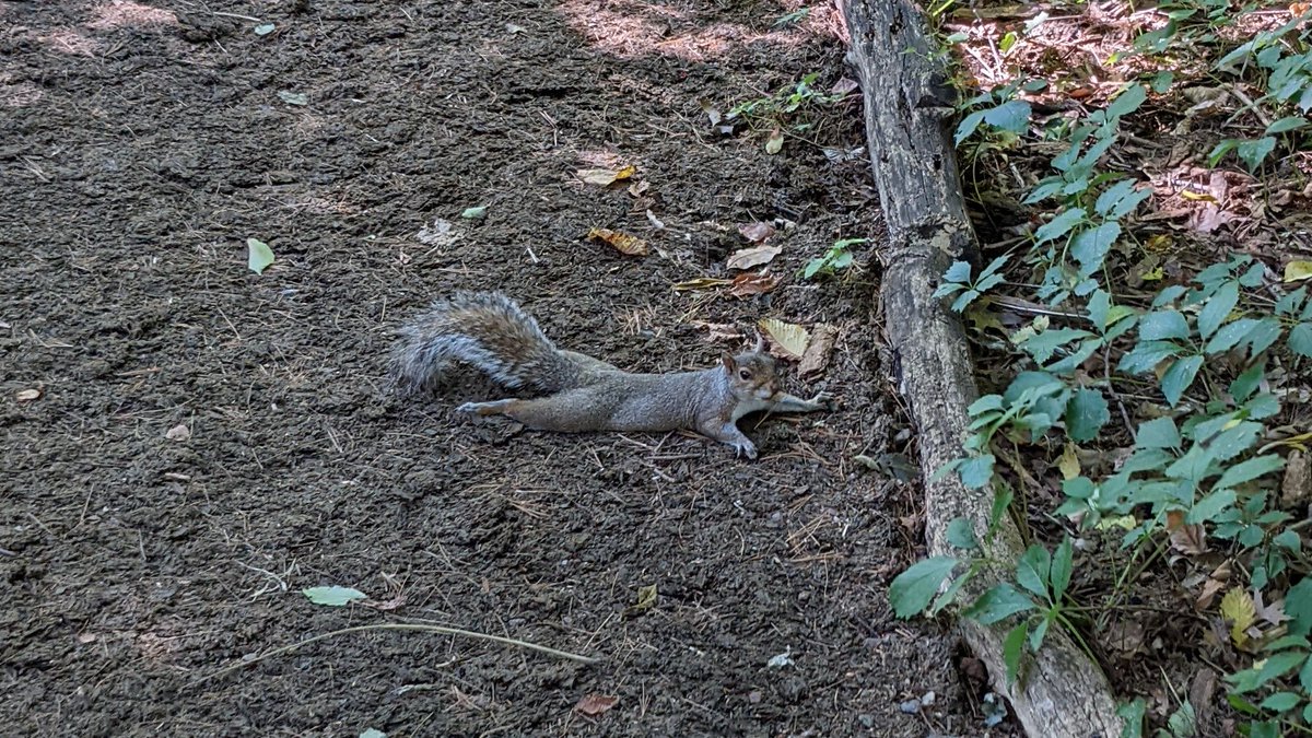 If you see a squirrel lying down like this, don't worry; it's just fine. On hot days, squirrels keep cool by splooting (stretching out) on cool surfaces to reduce body heat. It is sometimes referred to as heat dumping.
