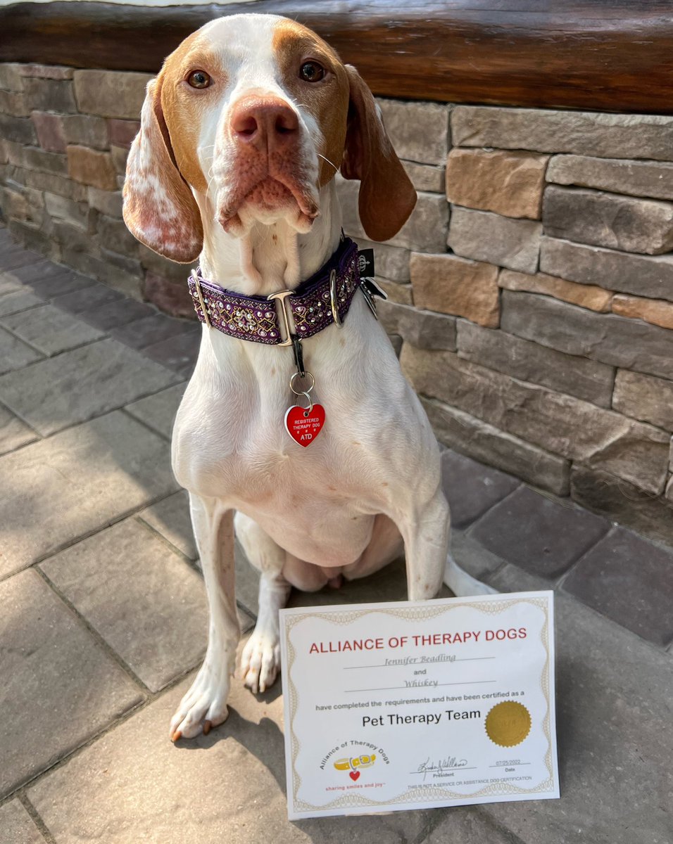 CellosCorner's tweet photo. It’s now official! 💜Whiskey’s Alliance of Therapy Dogs certificate, ID card, and collar tag arrived! She is now allowed to begin visits! 🙌🏼 https://t.co/pZKG50c2ct