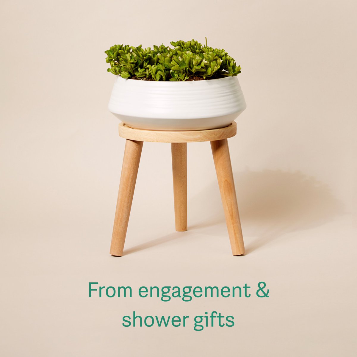 shopgreendigs's tweet photo. Wedding season is here, and what better way to mark the special occasion than with living gifts (and accessories) from Greendigs! https://t.co/m7mvpLXm5d