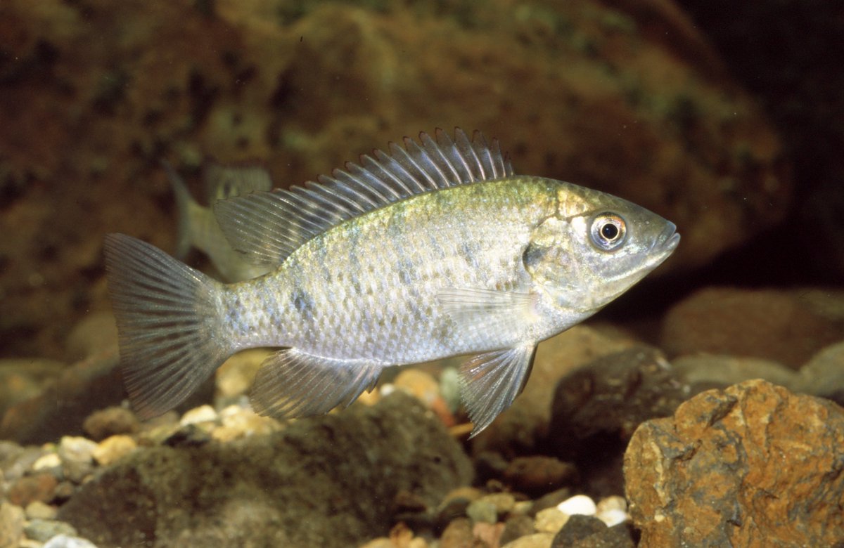 Finterest tweet media