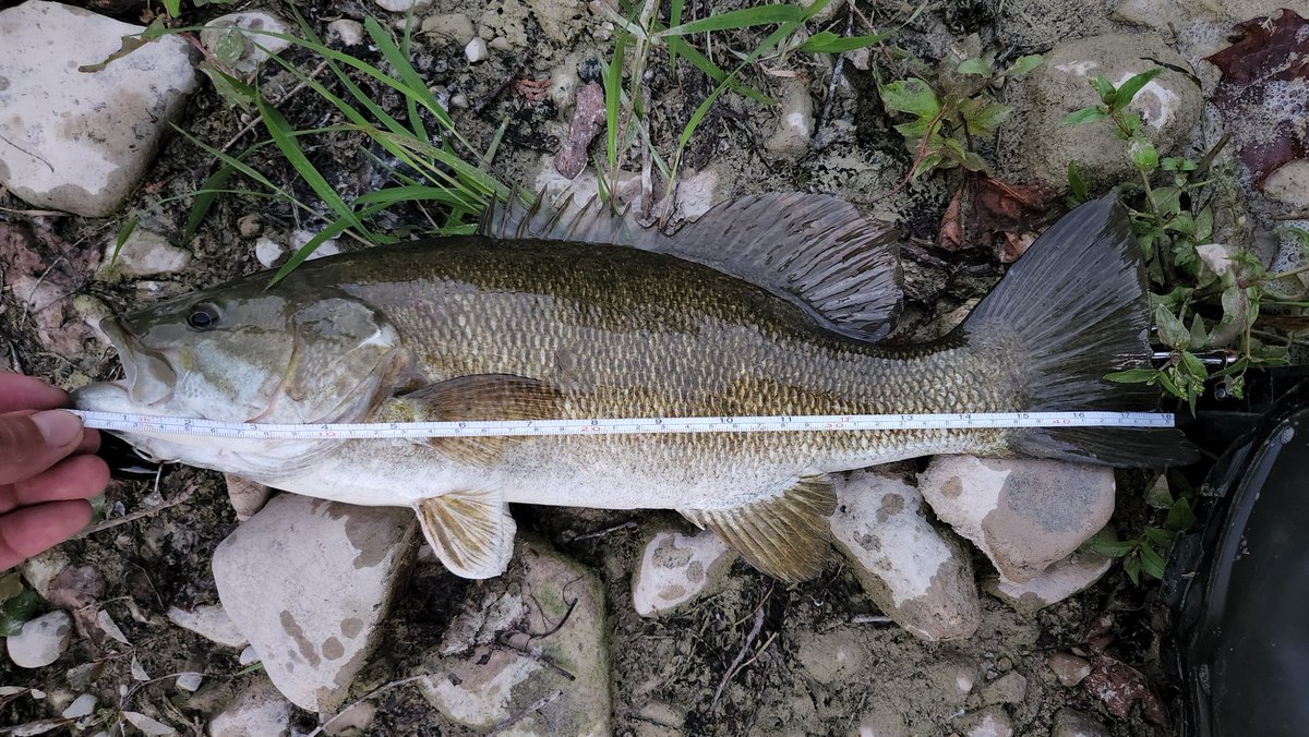 Rick Kaptein 🐂🇨🇦🥓🐓 tweet media