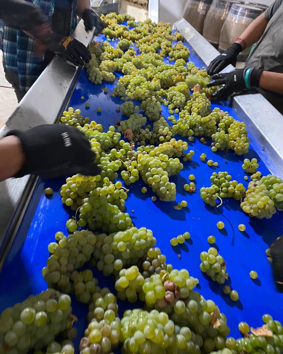 Con alegría y entusiasmo iniciamos nuestra cosecha 2022 de la uva Sauvignon Blanc 

#baronbalche #cosecha2022 #sauvignonblanc