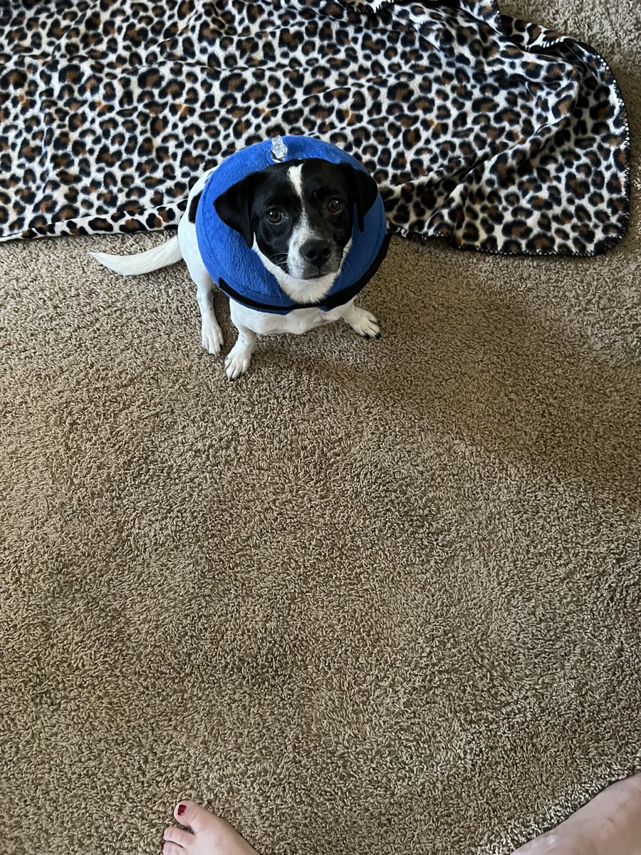 freyabewitched's tweet photo. //meet my Freya https://t.co/rpuP2BV2z1