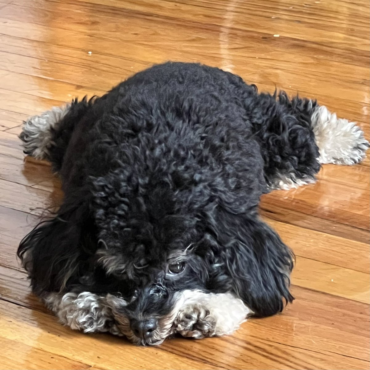 Hey <a href="/NYCParks/">NYC Parks</a> Romare challenges any #squirrel to a #splooting challenge