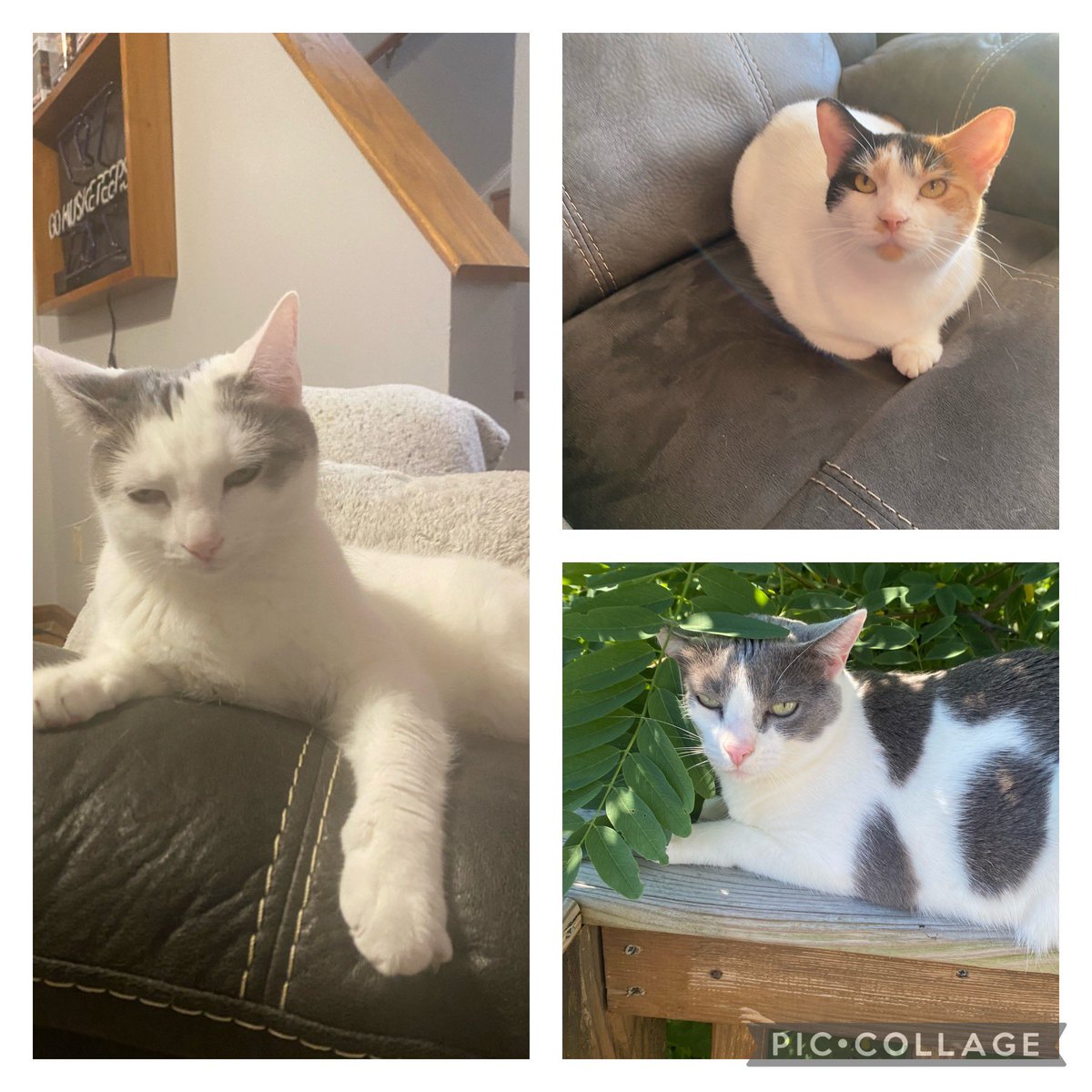 PurrfectPaws4's tweet photo. Happy Belated National Kitty Day!!! https://t.co/HK4FD4N8Wf
