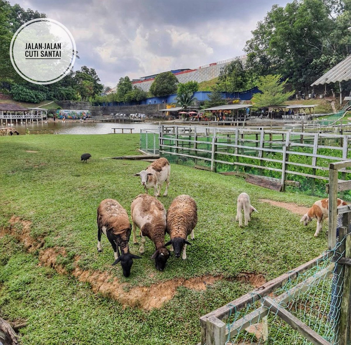 JalanCutiSantai's tweet photo. Tempat tarikan terbaru ala2 mini Zoo New zealand dekat Shah Alam!

Ini lah dia tempat tarikan terbaru mcm vibes ala-ala macam dekat newzealand tau! Boleh ajak anak-anak, family atau kawan kawan dtg sini release tension😘

Masuk PERCUMA!

📌Bukit Jelutong Eco Community Park https://t.co/WswqbAqZP4