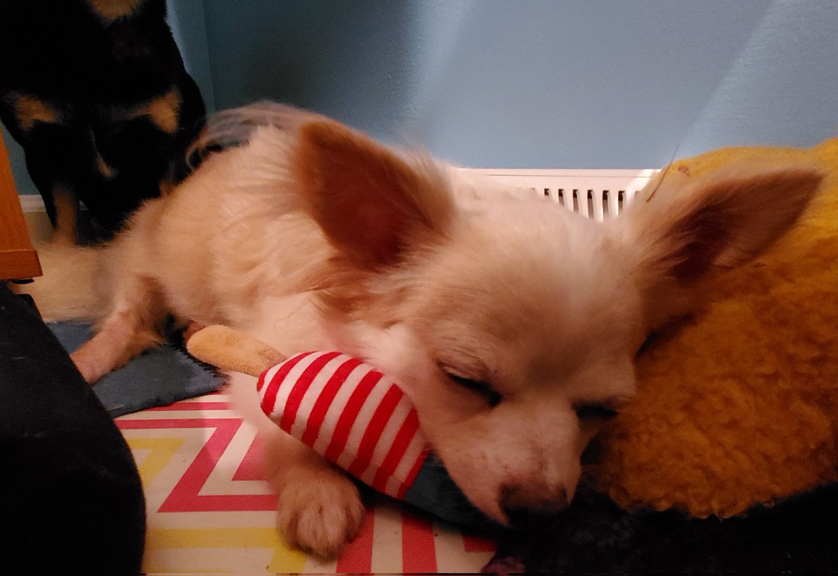 paco5775's tweet photo. It's been a long day. Anna is exhausted. We're glad she's home. Goodnight everyone. Love, Tiki 🐾❤️ #dogsoftwitter #missyouReo https://t.co/nWO5sJ1MsX