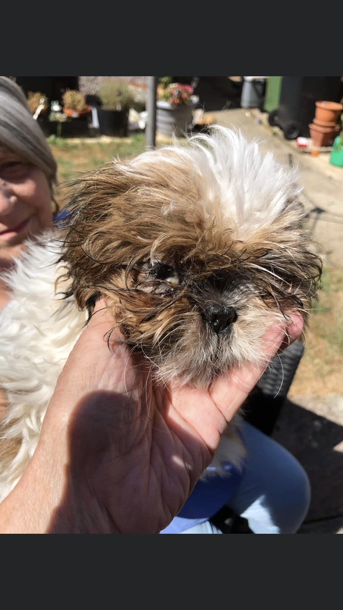 NoahArkrr's tweet photo. Look at our little Shih tzu puppy who was saved on Saturday night from backstreet breeders - anti biotics have kicked in and his breathing is better, his eye is still bad but should get better with time
He is out of the woods now 💙 https://t.co/306dXTNw5P