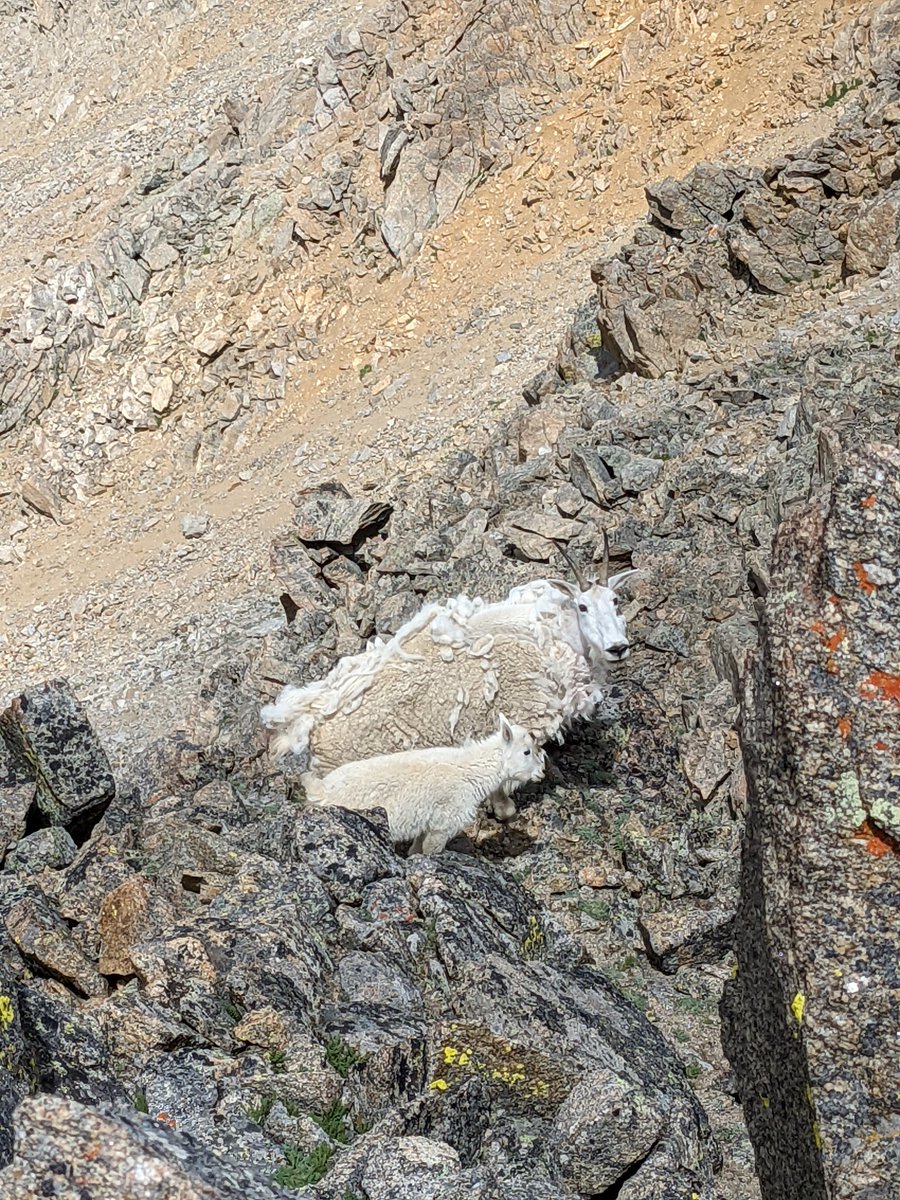 silasmarchiani's tweet photo. Mount Massive, 14,428'.
#14ers #colorado14ers #mountmassive
#sawatchrange #mountaingoats
https://t.co/kAFwKeEu2T https://t.co/Pzit0nVEpN