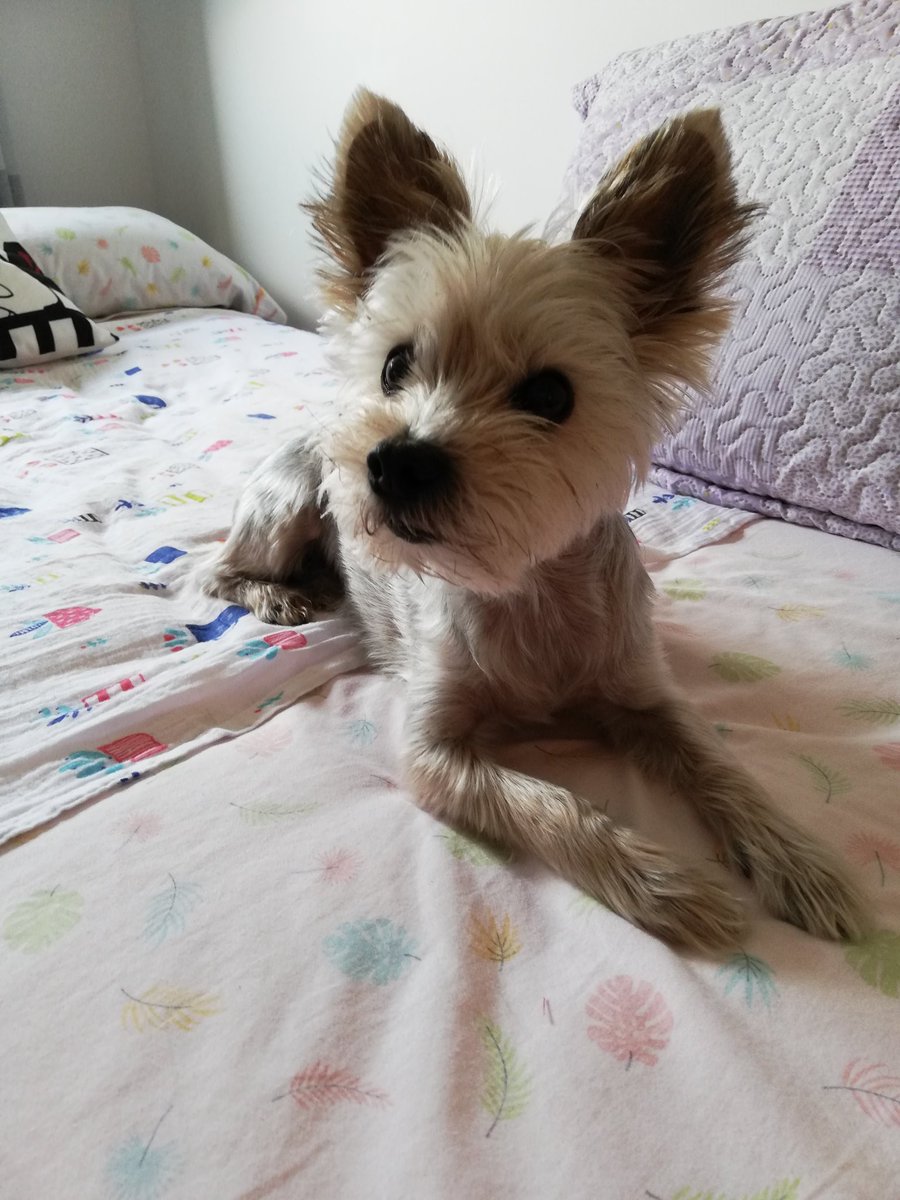 maariama15's tweet photo. @Perrosenlacalle Mi ringo nunca te olvidaré 🌹 https://t.co/aCFnHulQsy