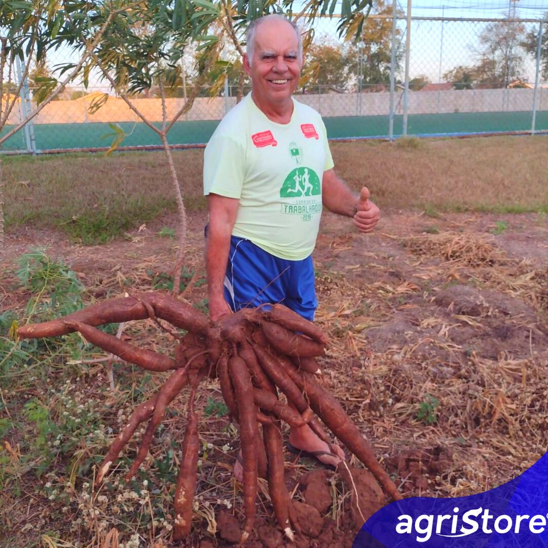 AgriStoreBR's tweet photo. Nosso cliente Braz Medeiros colhendo sua lavoura de mandioca que, segundo ele, este pé deu mais de 15 Kg. Utilizando fertilizantes de qualidade da Linha Bruto, ele conseguiu colher ótimos resultados!

Nossa empresa foi feita sob medida para o Produtor Rural
👊🌿🌱🍍🌽🌻🌿👥🏡🌄 https://t.co/TciuoPuM2O