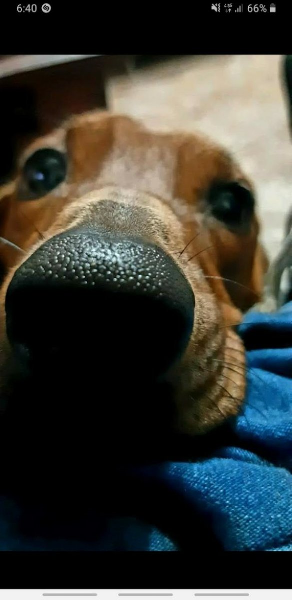 edalan18's tweet photo. #doggy https://t.co/YuKCCwKzzm