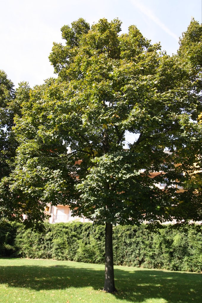 XBotet's tweet photo. Missatge a tots els alcaldes del país:
La manera més senzilla per protegir-se del sol és una bona ombra. La millor ombra la donen els arbres.
Planteu arbres! Ompliu les vostres poblacions d’arbres! https://t.co/l84CokNUCh