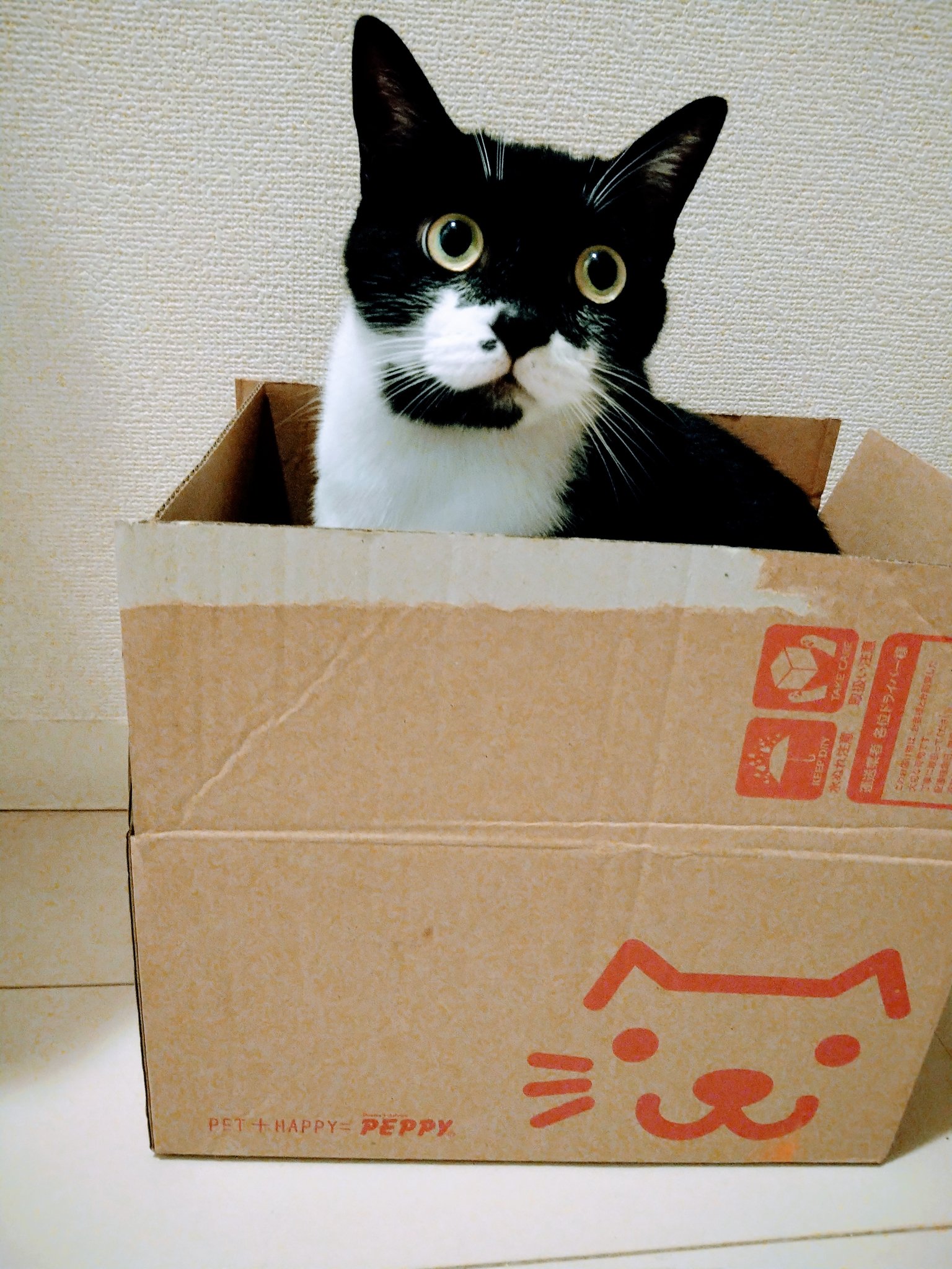 すばるとリゲル おはようにゃん と 箱入り息子からのあいさつです 保護猫 保護猫と暮らす 箱入り猫 箱入り息子 T Co 7g5sujzrvb Twitter すばるとリゲル おはようにゃん と 箱入り息子からのあいさつです 保護猫 保護猫と暮らす 箱入り猫 箱入り息子 T Co 7g5sujzrvb Twitter