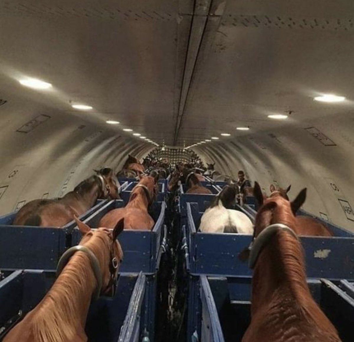 Equestrian Problems tweet media
