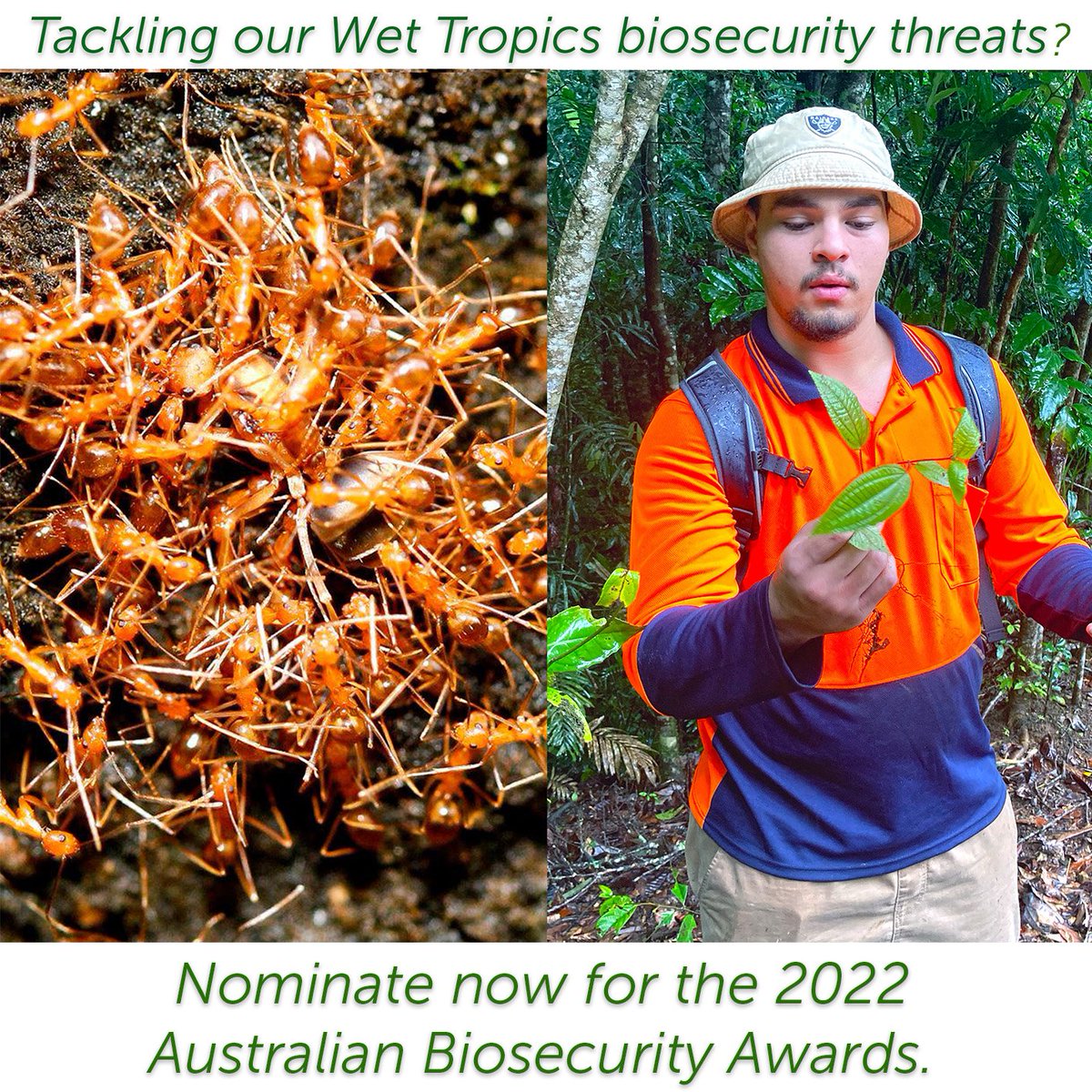 The Australian Biosecurity Awards nominations now open.
In the #WetTropics #WorldHeritage Area, invasive species such as yellow crazy ants and Koster’s Curse (pictured) continue to the Area.
ow.ly/g1gG50KfvHM
#AusBioAwards #biosecurity