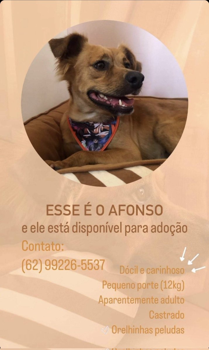 jessireges's tweet photo. GOIÂNIA - Por favor, RT para o Afonso encontrar um lar 🥺 https://t.co/q0QO7zNTsh