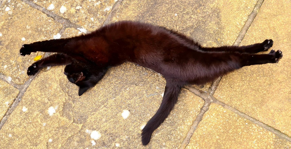 animatixArt's tweet photo. @BeatBoyzNFT Current chill level on our block today, measured in stretches 🧃🐈‍⬛️🤙🏼 https://t.co/bvbahumPl2