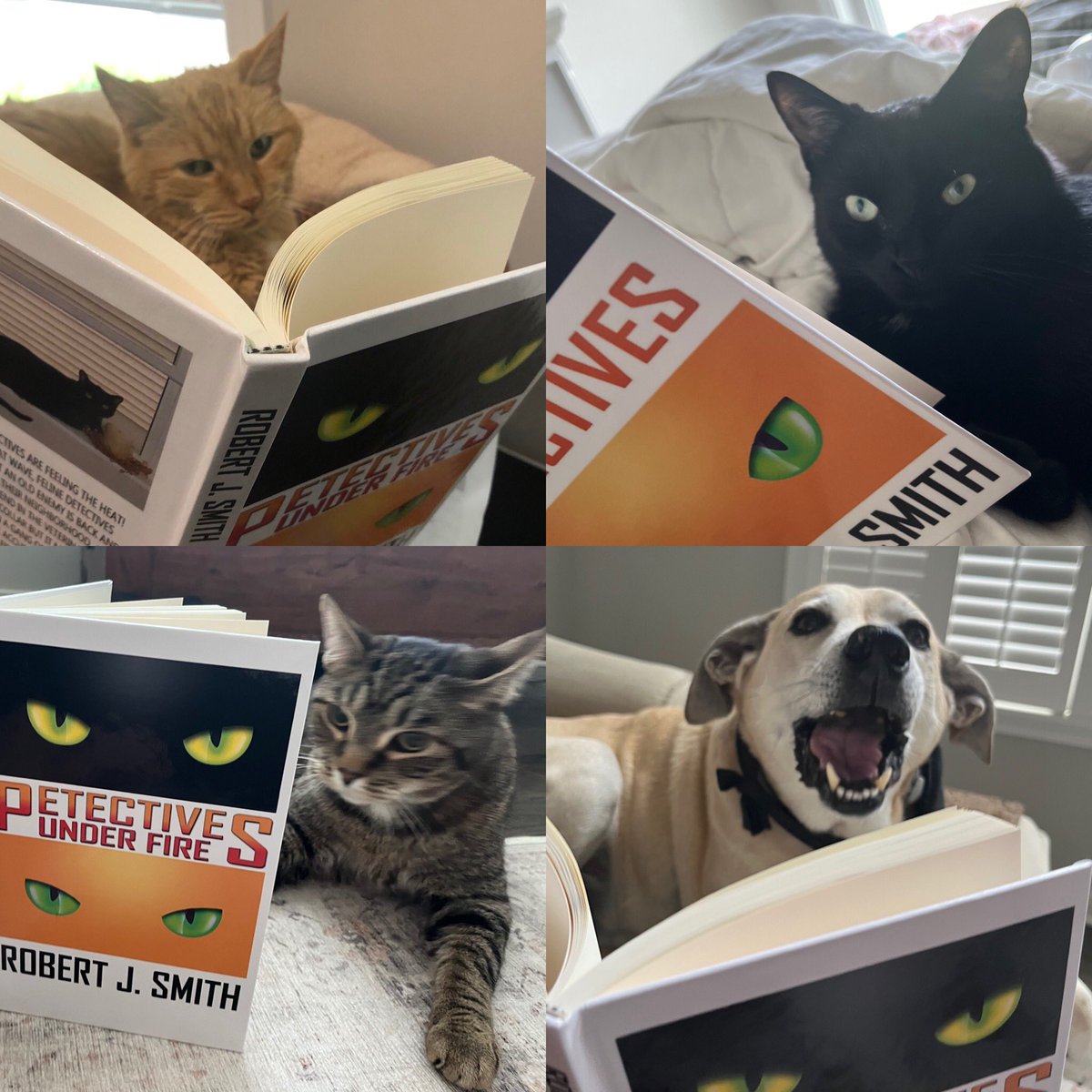 Petectives's tweet photo. Happy book lovers day! #BookLoversDay #cats #dogs #CatsOfTwitter #petectives https://t.co/fbp9ZXBDNo