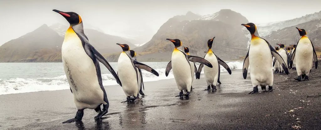 A concerning article on penguins and climate change: "Half of all living penguin species are endangered or vulnerable, and the scientists say their slow evolutionary rates and niche lifestyles could send penguins towards a dead end."
buff.ly/3Beb3ij