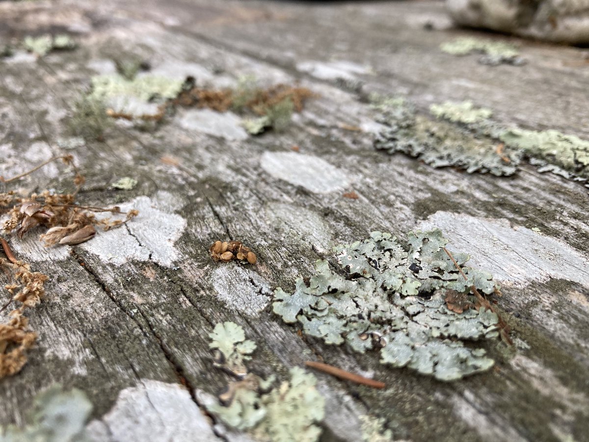 Active, in use, picnic table. Cape cod. #lichen