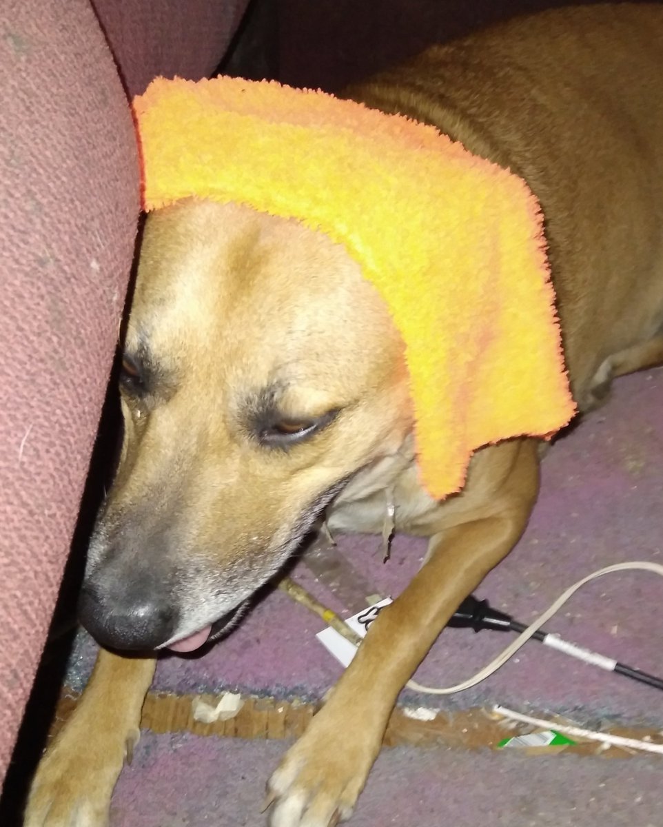 NEWTSWAG71's tweet photo. Chillin out cold terrycloth rag.. https://t.co/14jBRzP5zy
