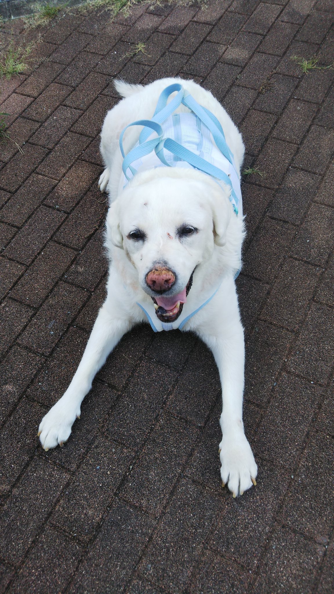 14歳老犬 Twitter Search Twitter