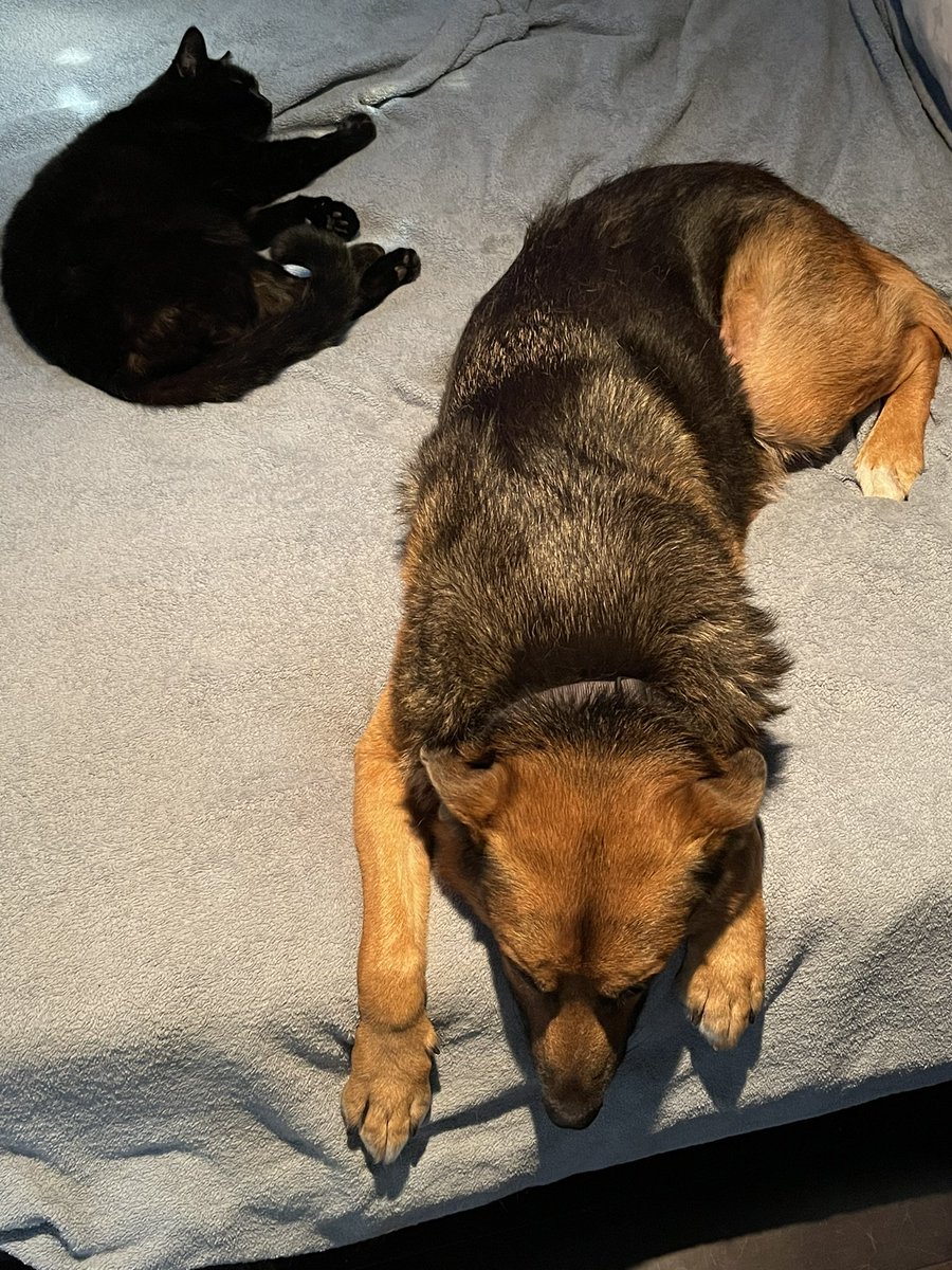 These two are tooooo cute 🥰 

🫶🏽 Zeus and Hades 🫶🏽