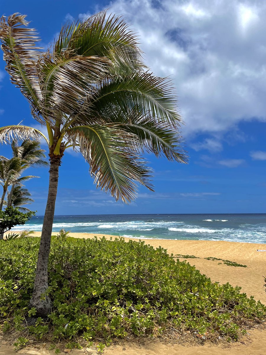 herminehzz's tweet photo. Honolulu 🌺 https://t.co/vK1v6Wuwwm