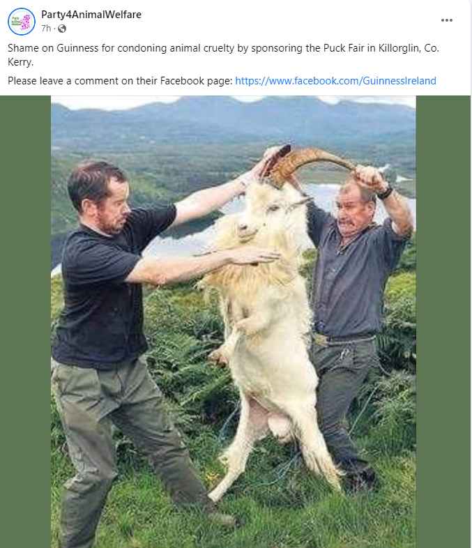 AnimalPartyIE's tweet photo. Shame on @GuinnessIreland for condoning animal cruelty by sponsoring the #PuckFair in #Killorglin Co. #Kerry .
Please leave a comment on their Facebook page: https://t.co/tLivOy9Go8
#BoycottPuckFair
#BanPuckFair
#stoppuckfair https://t.co/VXDM9TAtzV