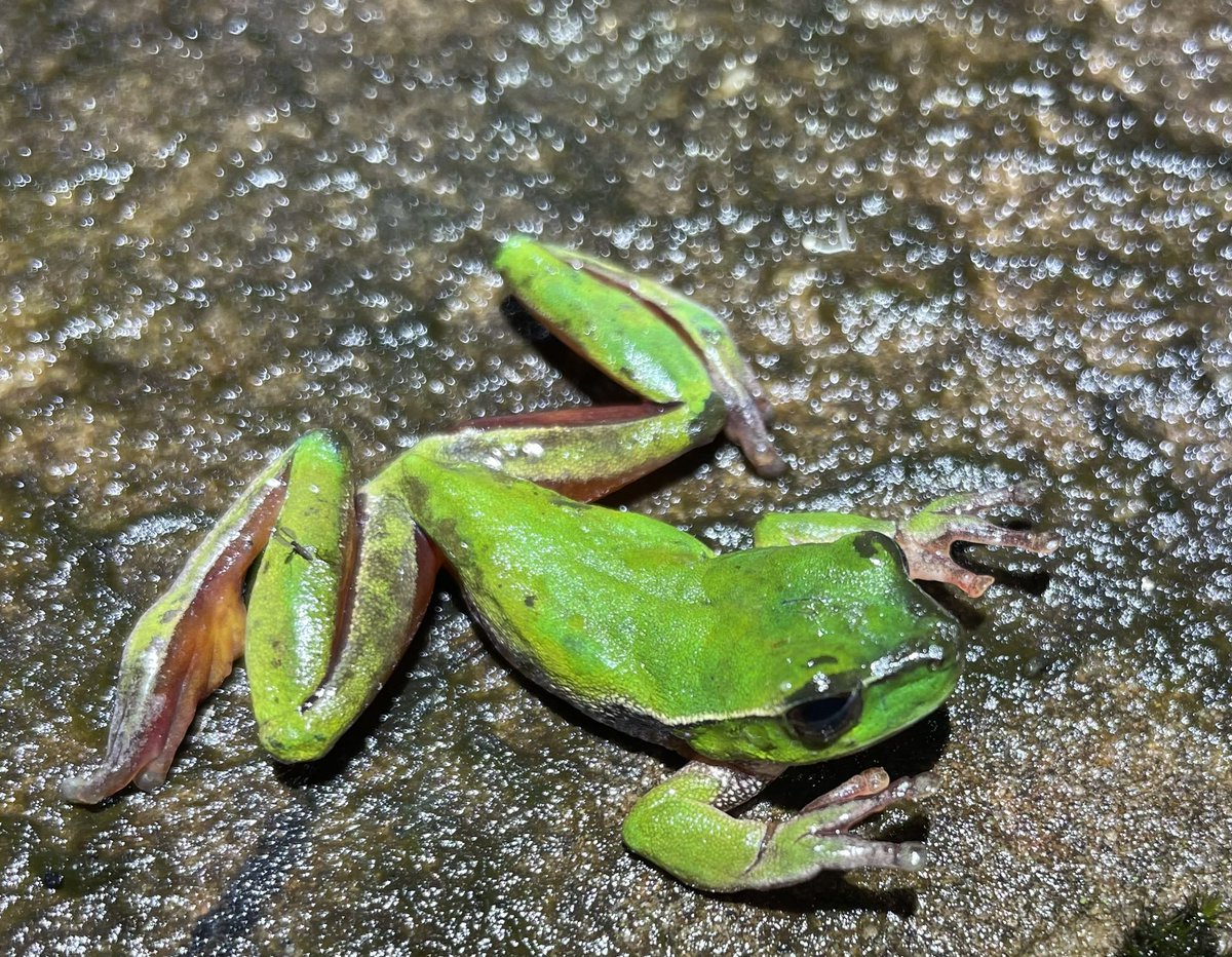 Jodi Rowley (@jodirowley) on Twitter photo It’s still happening. #Frogs are still being reported sick & dying across #Australia. Last night during fieldwork in #Sydney I found a just dead green stream #frog (Litoria phyllochroa). And it’s not the first I’ve found. Heartbreaking. 😢 Pls report any to calls@frogid.net.au It’s still happening. #Frogs are still being reported sick & dying across #Australia. Last night during fieldwork in #Sydney I found a just dead green stream #frog (Litoria phyllochroa). And it’s not the first I’ve found. Heartbreaking. 😢 Pls report any to calls@frogid.net.au