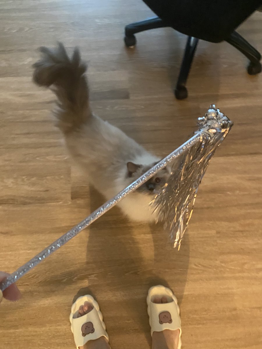 linxuan huo tweet media