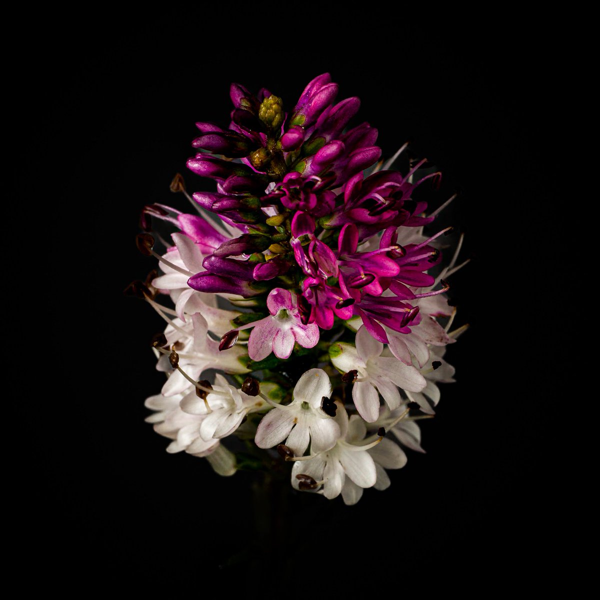 A native flower from New Zealand, known to Maoris as Titirangi or Napuka, is quite beautiful to photograph. 
#newzealandflowers #NewZealand #floral #photography #lensbaby @LensbabyUSA