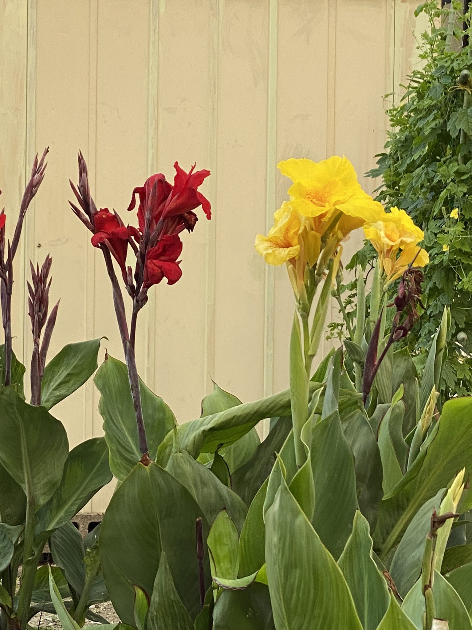 Els 今日のウォーキングでのパシャリ 花の名前は初めて聞きましたが ユリの花のようにも見える 気のせい 花言葉は 情熱 赤い花は確かに情熱感じる カンナ T Co Nbijv5cea2 Twitter