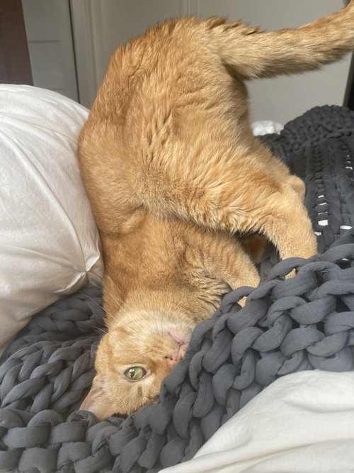 Look at this handsome orange tabby boy!
Shall bring you love &amp; give you joy!
This #Oakland cat needs a hand
from our lovely Twitter band!
If #CA is where you are
get this love it's not far!
"Ruffalo" loves to cuddle &amp; yes it's true
so adopt this sweet senior man please do!