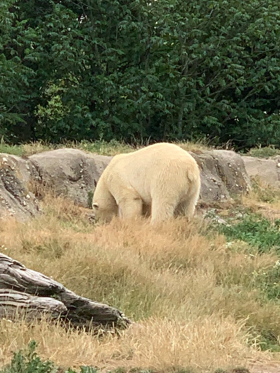 BearPosting's tweet photo. https://t.co/HBZLrTgr8f