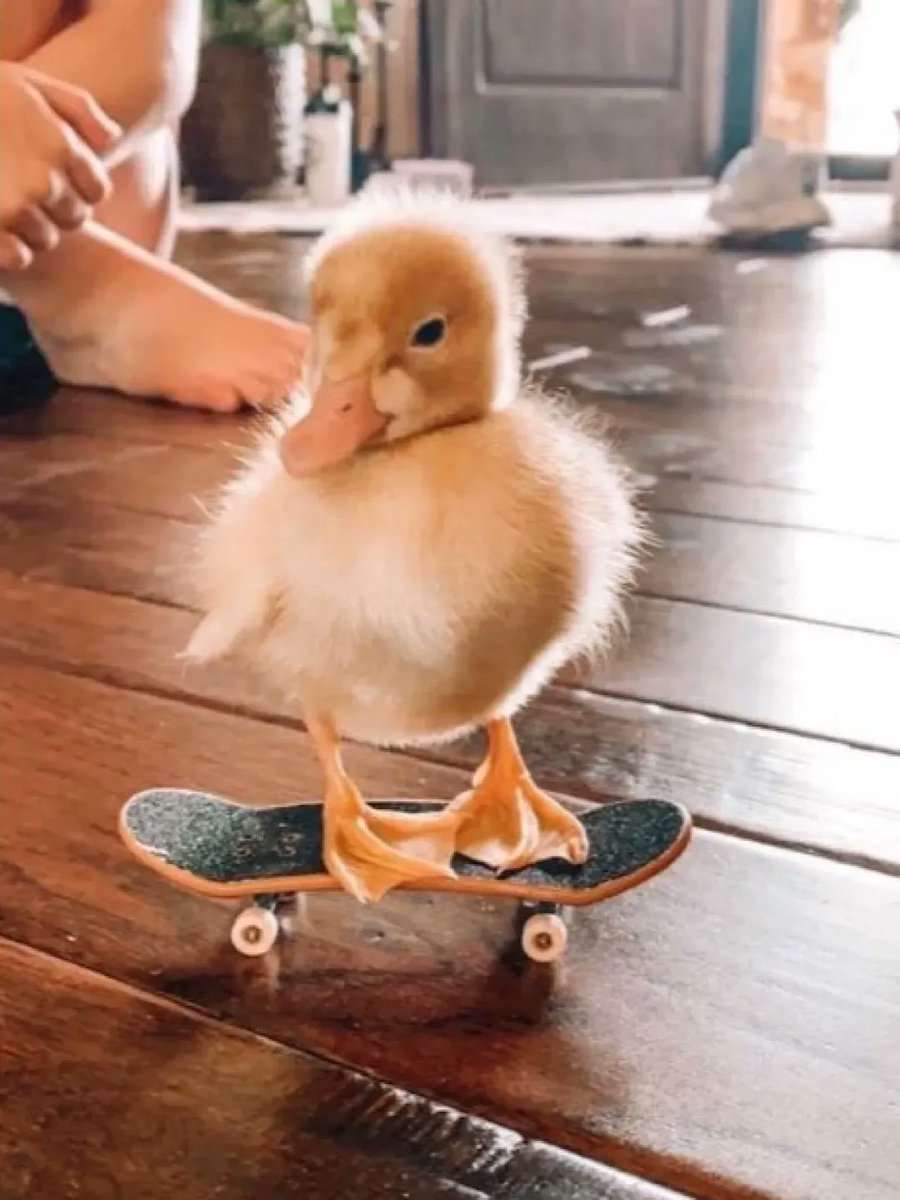 Cute Animals tweet media