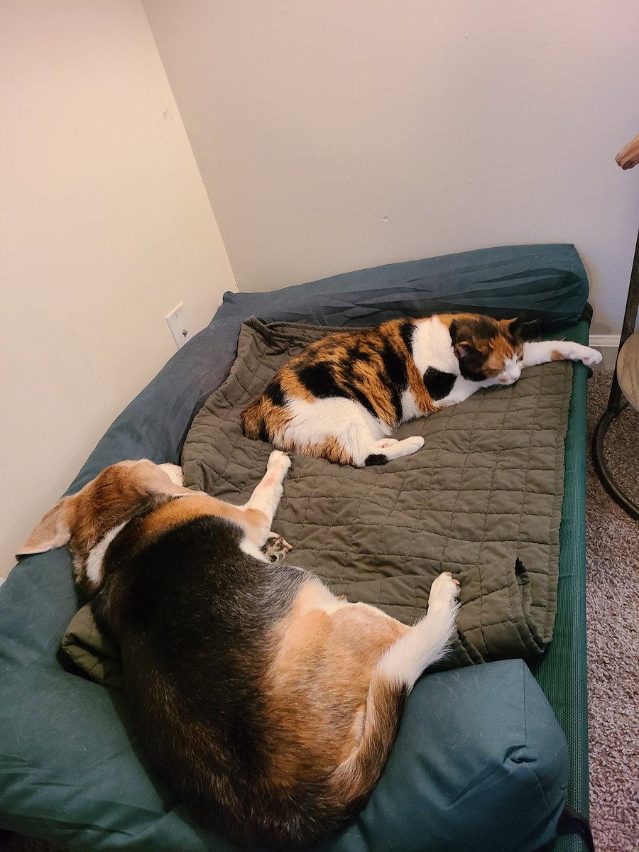 KimRathbone's tweet photo. @catladyfurever Lila sleeps on the edge of her bed because the cat hogs it 🤣🤣🤣#MeanKitty 😾 https://t.co/XXIWDnyPfx
