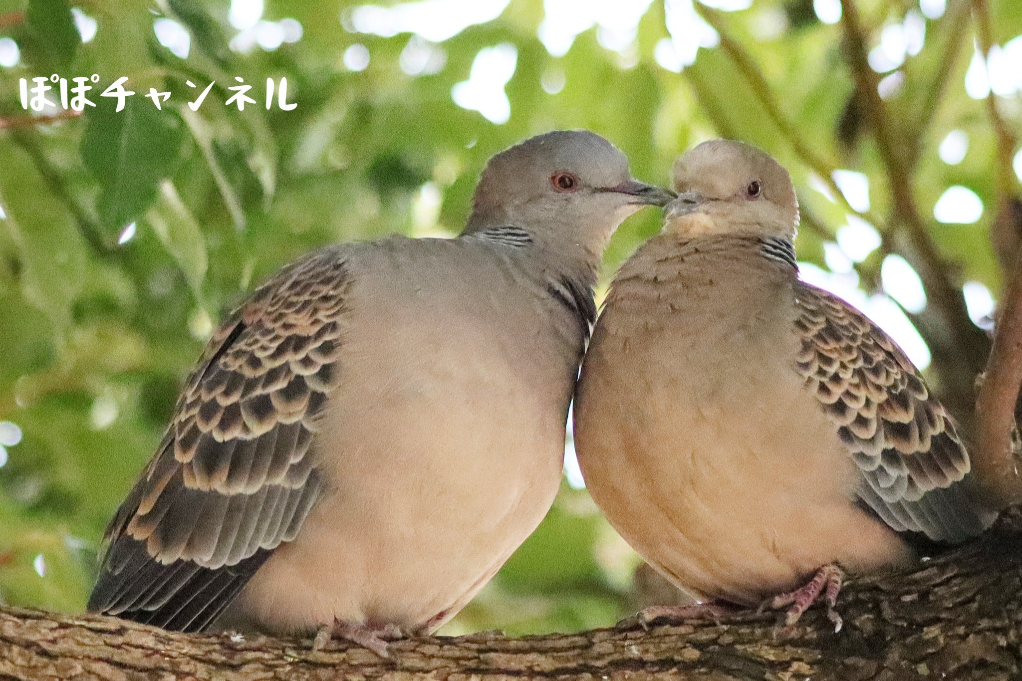 おしどり夫婦 Twitter Search Twitter