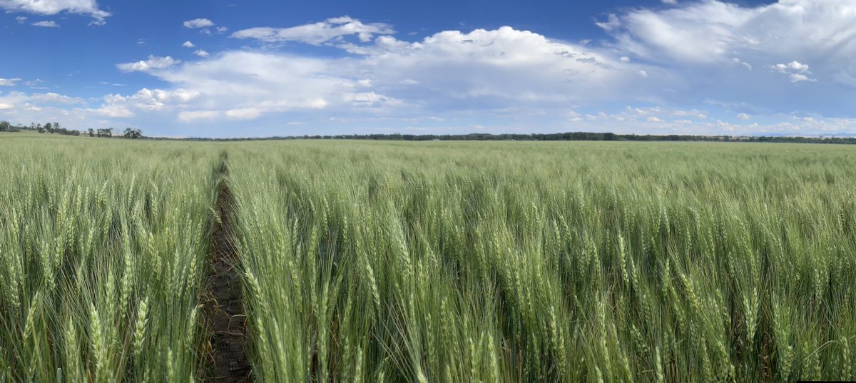 Curt Droogsma (@bigskyseedguy) on Twitter photo New Croplan 3201AX CoAxium Spring Wheat under pivot along the Yellowstone. Great system to plant wheat into after alfalfa or where there’s grassy weed problems. <a href="/CROPLANseed/">CROPLAN_North</a> @WinFieldUnited New Croplan 3201AX CoAxium Spring Wheat under pivot along the Yellowstone. Great system to plant wheat into after alfalfa or where there’s grassy weed problems. <a href="/CROPLANseed/">CROPLAN_North</a> @WinFieldUnited