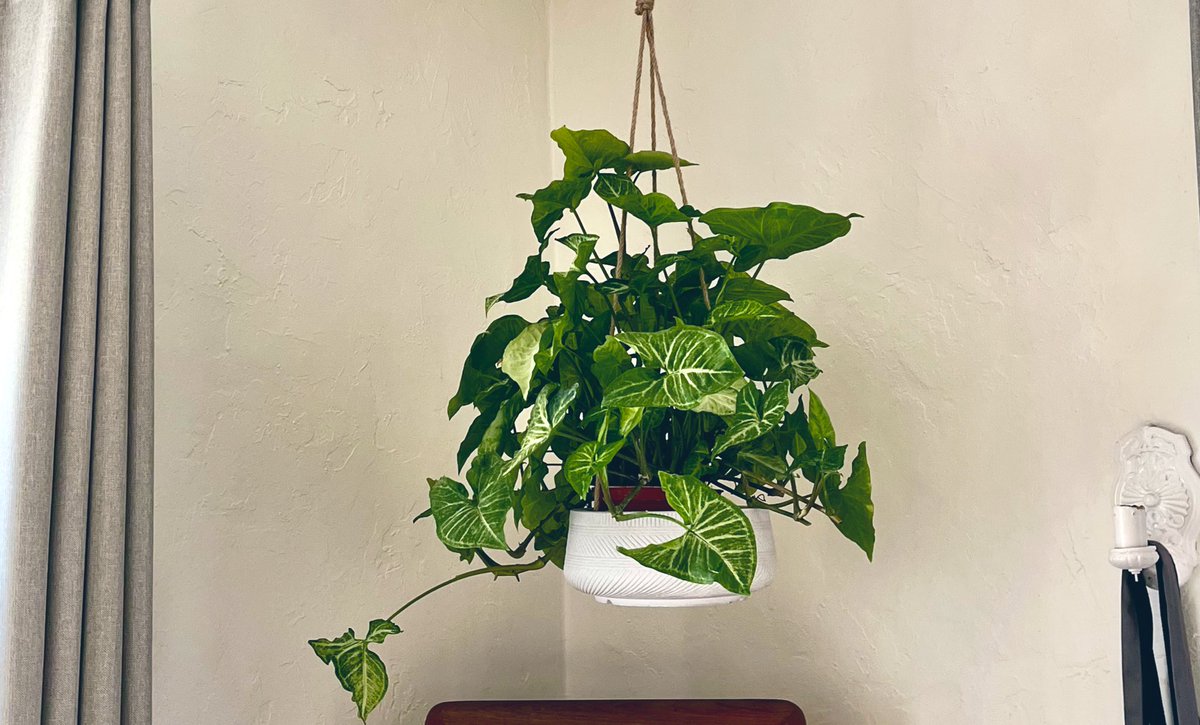 You have permission to compost that old houseplant - the one you’ve had for years &amp; has been limping along recently despite all your best efforts &amp; at this point kind of makes you sad - &amp; get a new one that brings some joy