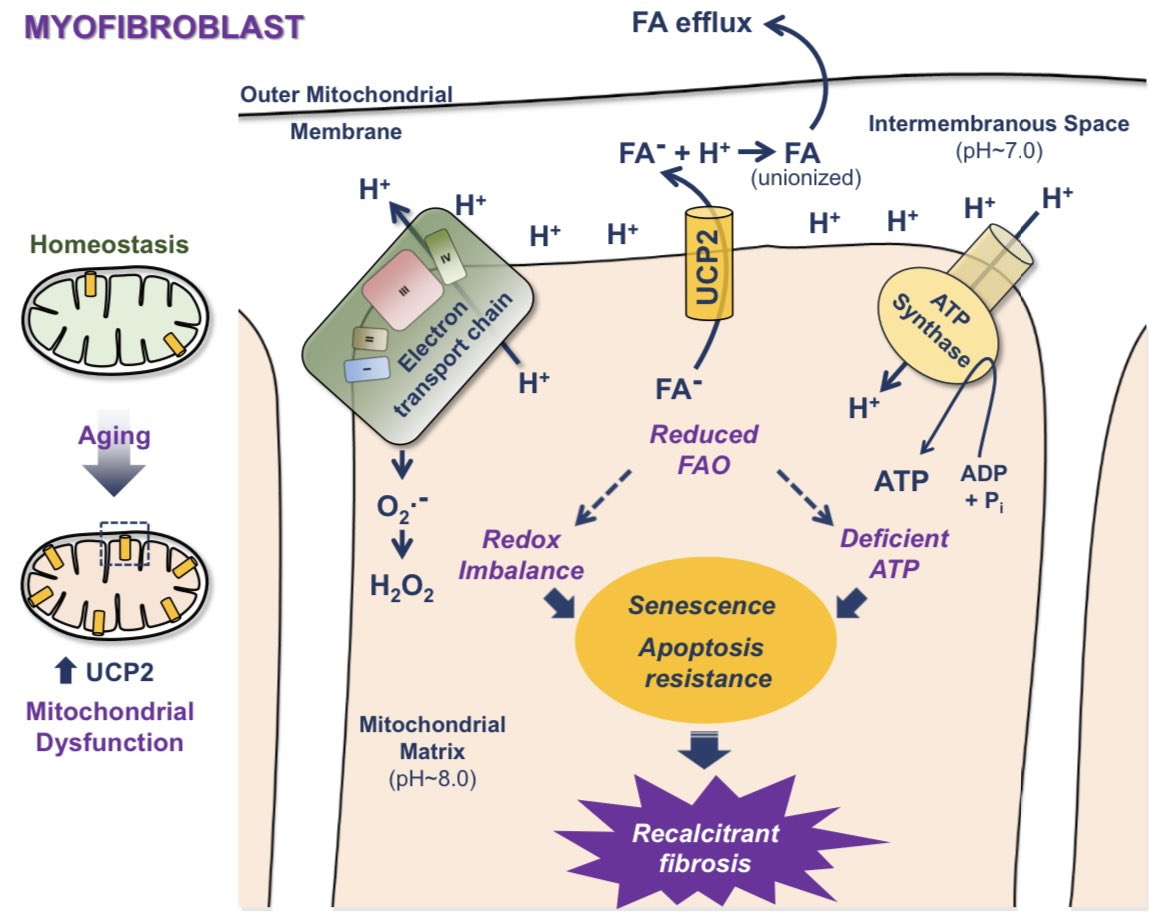 Our work on mitochondrial UCP2 as a driver of #fibroblast phenotypes is officially online <a href="/agingcell/">Aging Cell</a>! #Aging related chronic elevation of UCP2 in #IPF fibroblasts alters fatty acid oxidation and cellular bioenergetics. Thanks to <a href="/NHLBI/">nhlbi</a> funding! #cureipf
doi.org/10.1111/acel.1…