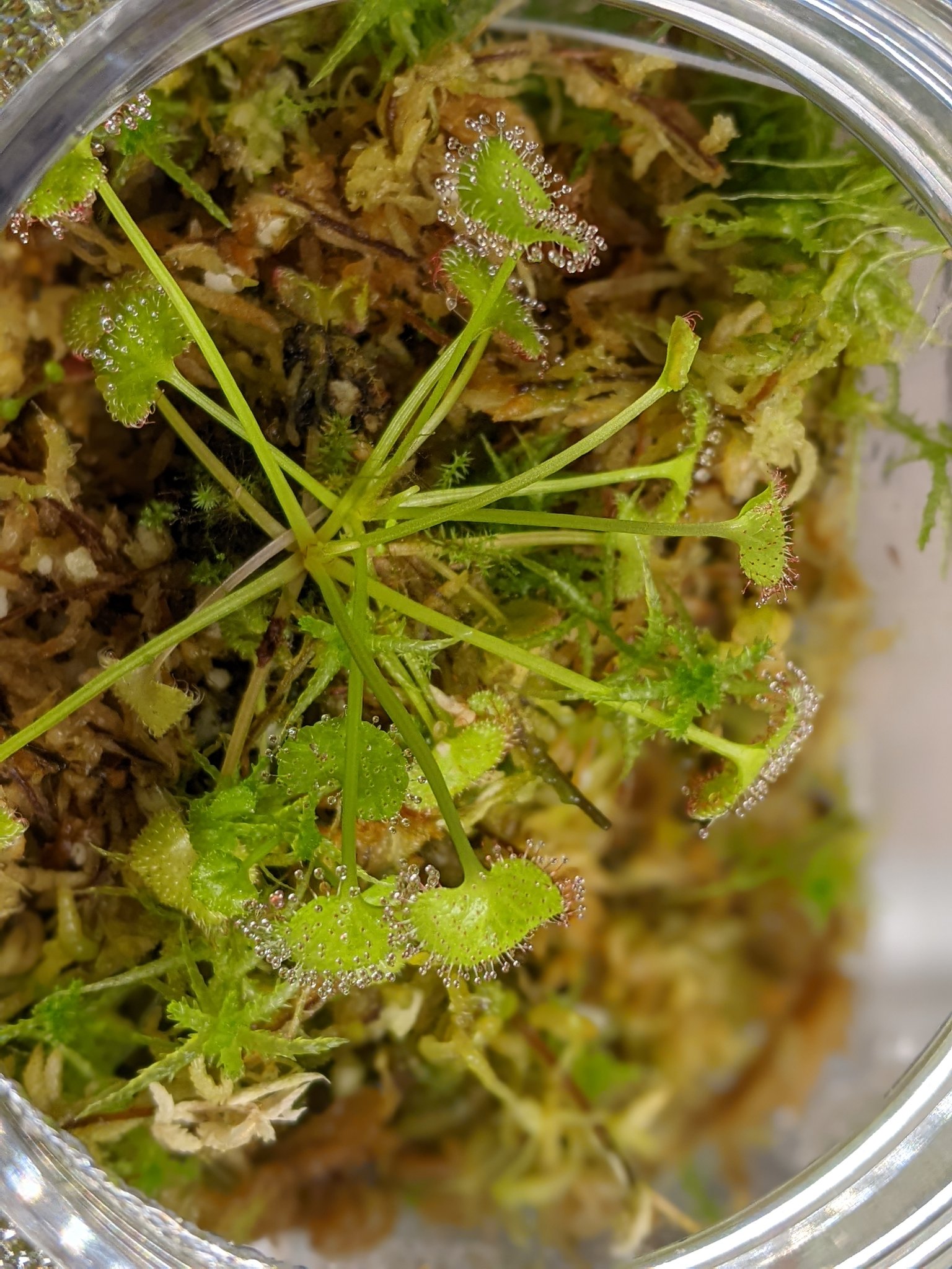 天音 瀕死のプロリフェラが復活してきた 100均のボトルに生水苔で閉じ込めた 10月までこのまま頑張って貰おう T Co B2cmytaxo1 Twitter