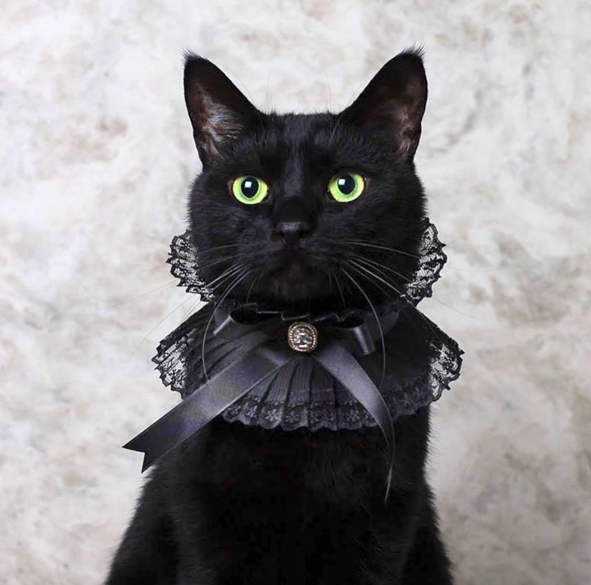 Модная черная кошка