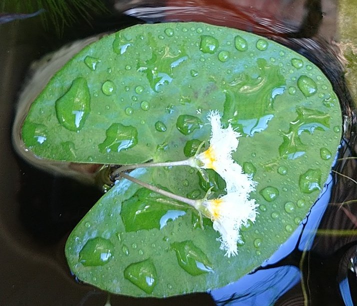 小池 まじら カガブタがダブル開花して 王芋に紅白ラメを合流して 全換えした最前列の容器は メダカは無事だけど は まったく お薬が余ったからお宅の金柑にも撒いてあげましたわ じゃねぇよ T Co Wobn9wgtvy Twitter