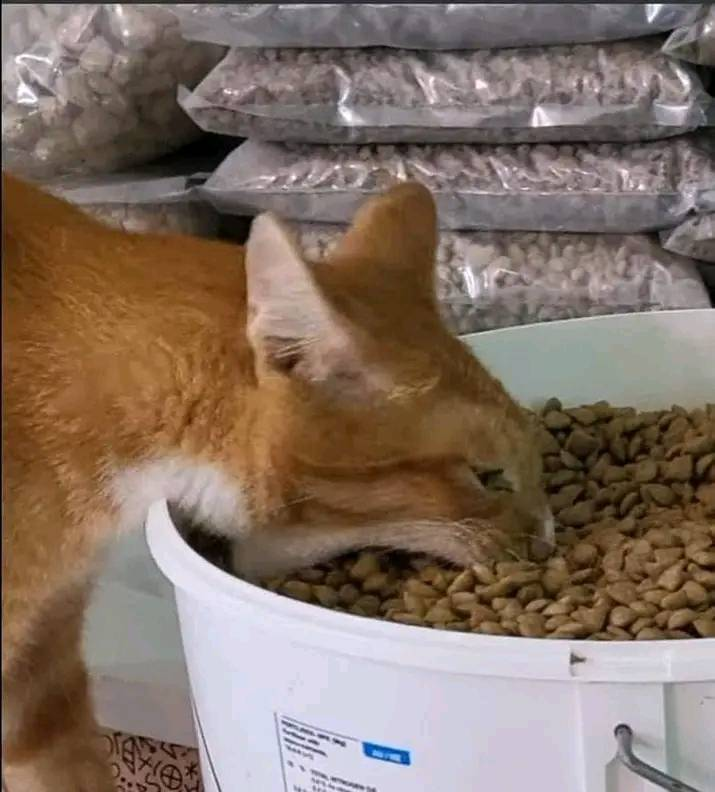 "me voy a empezar a cuidar en las comidas"

yo después de fumarme una tuca: