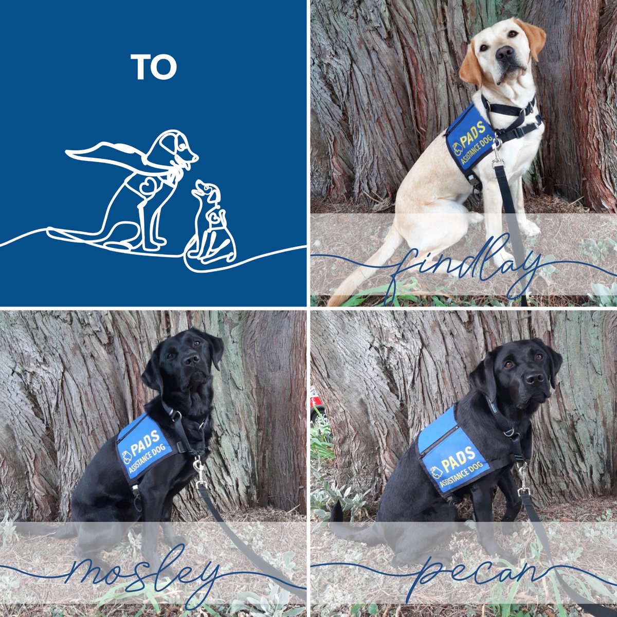 PADSdogs's tweet image. The Advanced Training Department welcomed 13 dogs this month! Congratulations to each of their villages on their dedication, passion and hard work in helping all of these lovely pups achieve this milestone!⁠  #PADSDogs #PADSCalgary #PADSOkanagan #LifeInTheBlueVest