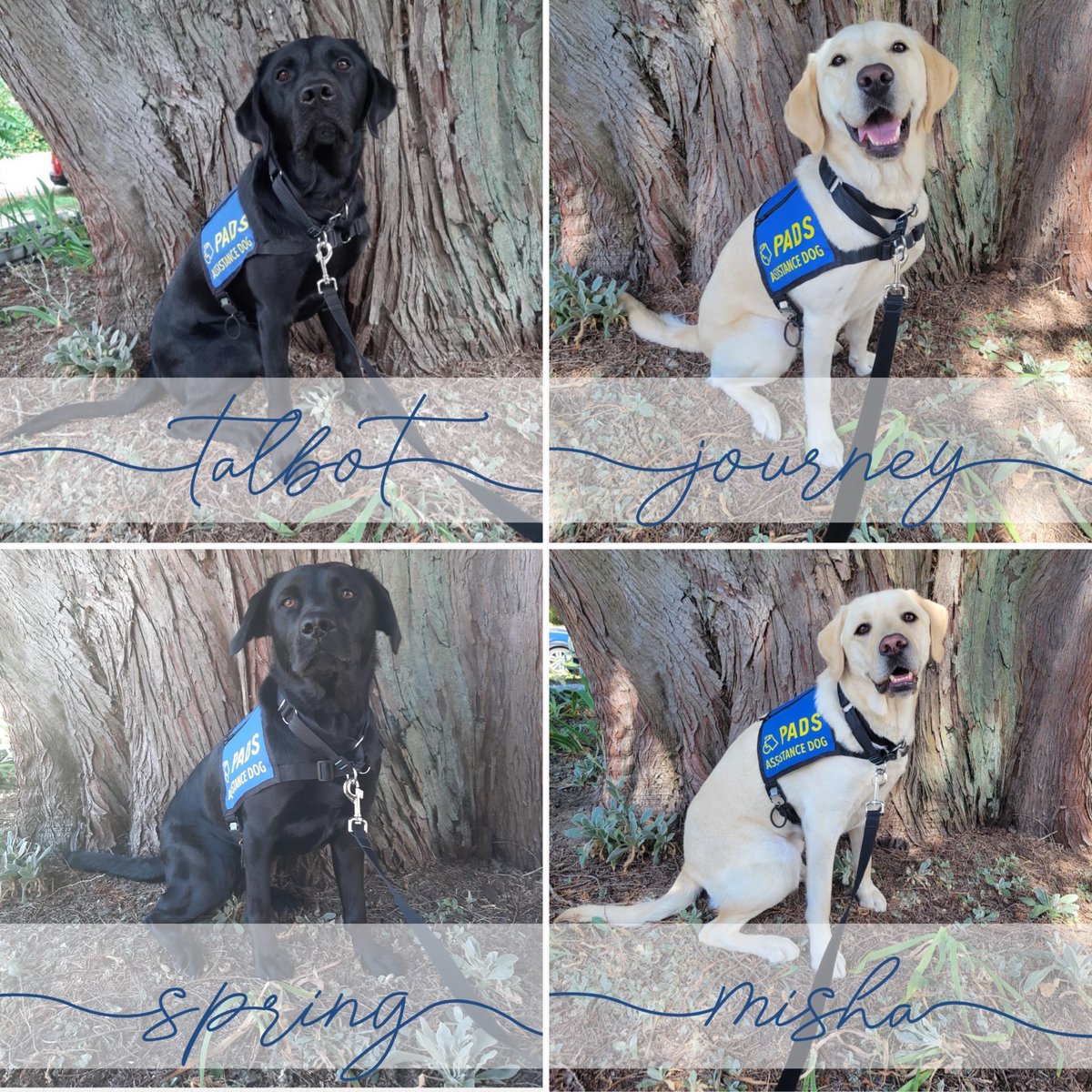 PADSdogs's tweet image. The Advanced Training Department welcomed 13 dogs this month! Congratulations to each of their villages on their dedication, passion and hard work in helping all of these lovely pups achieve this milestone!⁠  #PADSDogs #PADSCalgary #PADSOkanagan #LifeInTheBlueVest