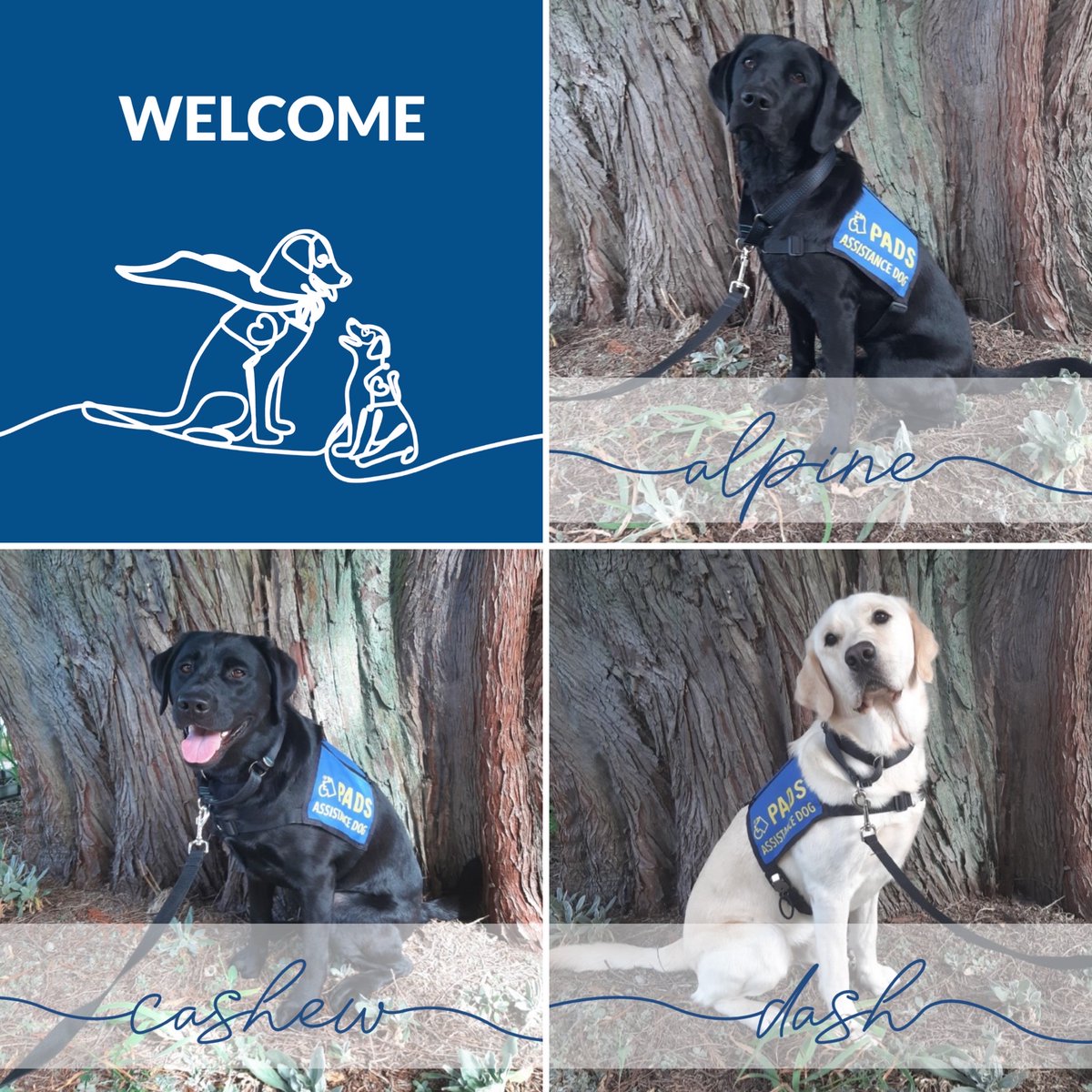 PADSdogs's tweet image. The Advanced Training Department welcomed 13 dogs this month! Congratulations to each of their villages on their dedication, passion and hard work in helping all of these lovely pups achieve this milestone!⁠  #PADSDogs #PADSCalgary #PADSOkanagan #LifeInTheBlueVest